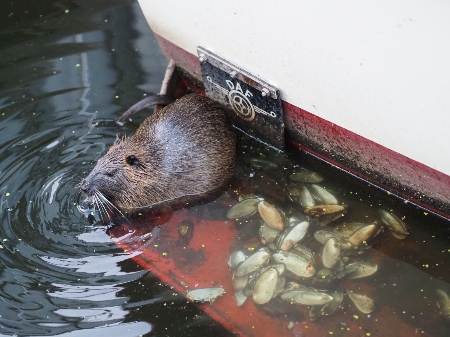 Nutria hat sich auf einem der Boote in unserem Yachthafen eine Küche eingerichtet.
